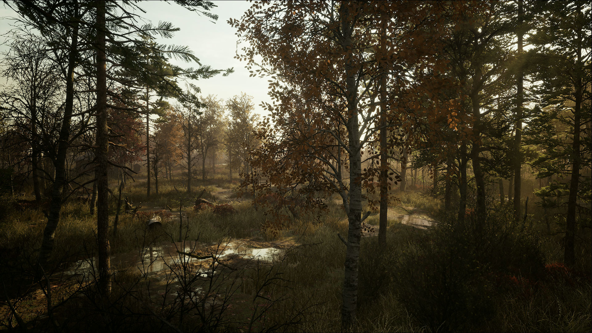 forêt extérieure