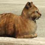Découvrez comment trouver des chats dans GTA Online et réussir le défi photo GTA Online: Where to Find Cats