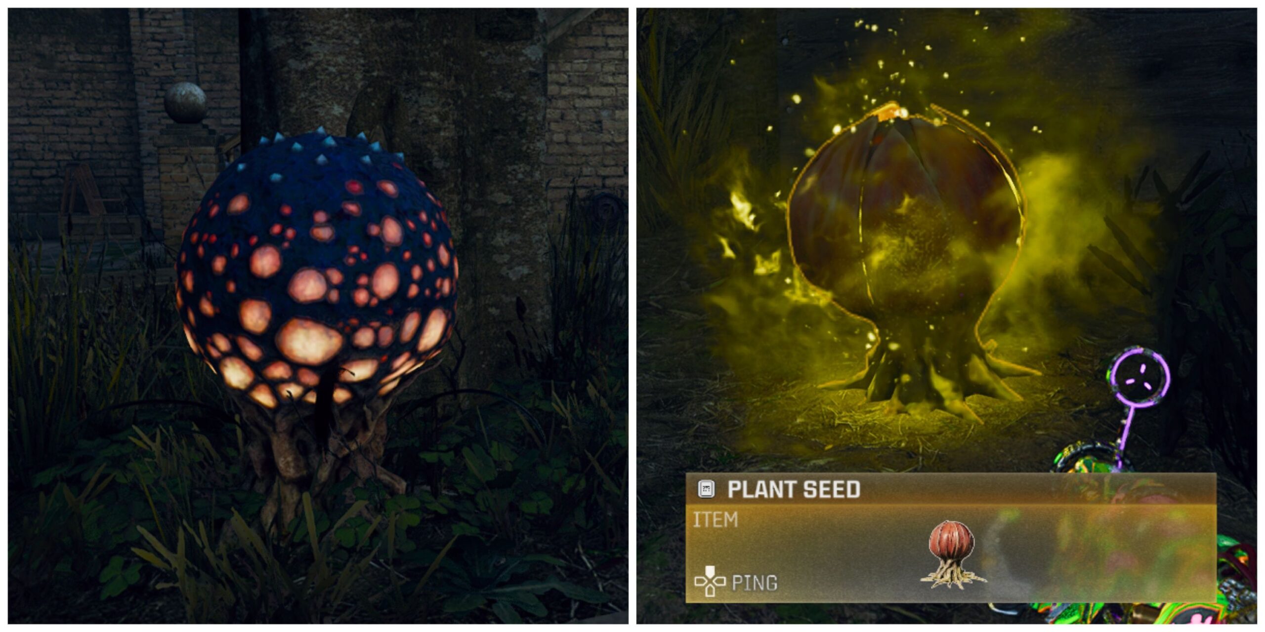 Plant Seed Locations (Black Ops 6)