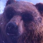 WoW Forever : Une nouvelle augmentation de population en beta, mais à quel coût pour Blizzard ? World of Warcraft: Forever